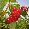 Комплект 5шт / Калина Ульгень: фото и описание