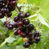 Комплект 5шт / Смородина золотистая Алтаргана: фото и описание