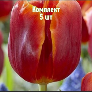 Комплект 5шт / Тюльпан Ангела Меркель