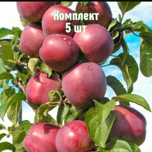 Комплект 5шт / Яблоня Виктория (колоновидная)