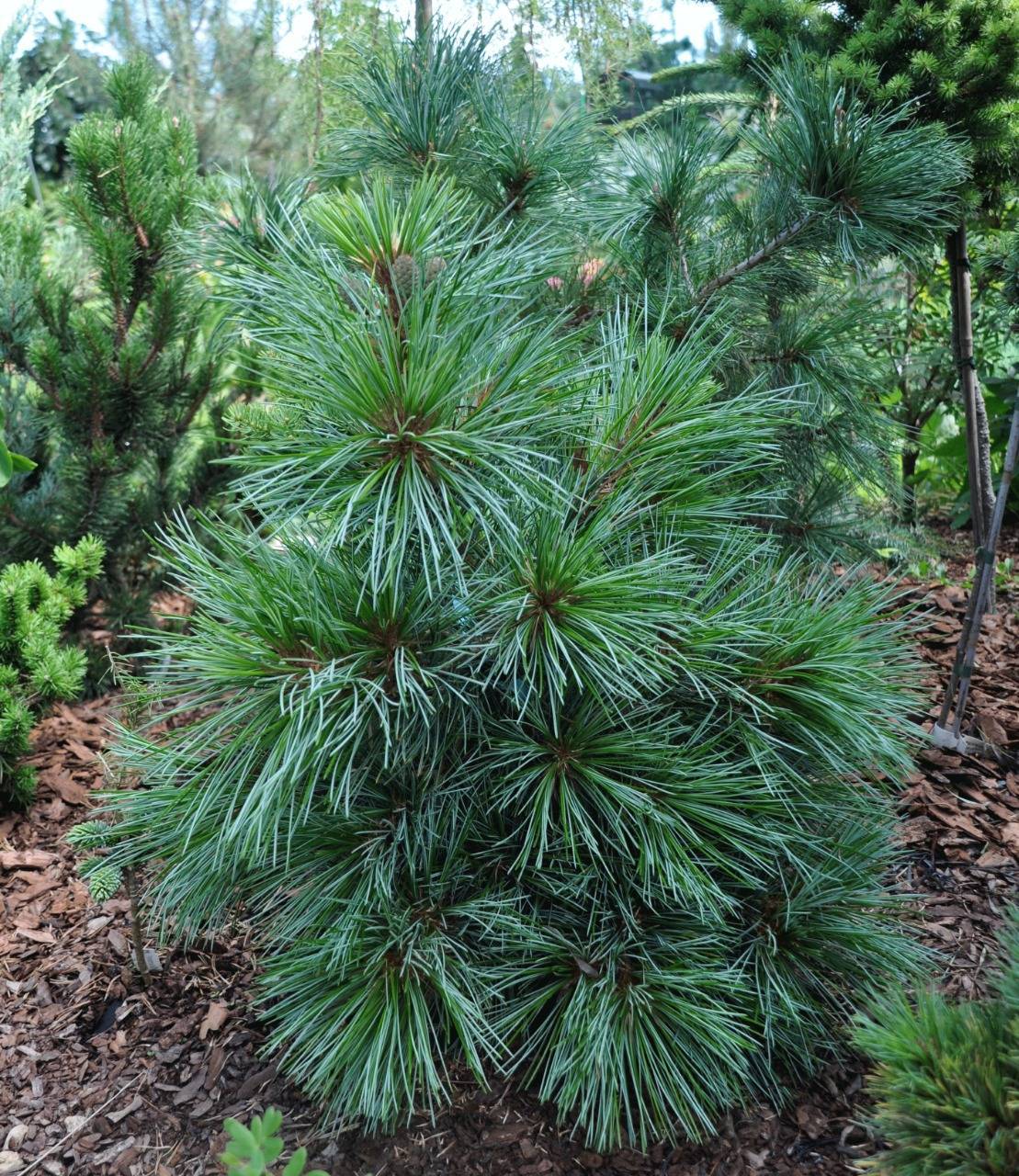 Сосна Кедровая корейская (Pinus koraiensis)